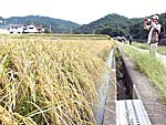 稲穂に囲まれた道を行く