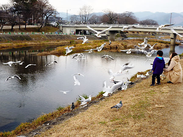 加茂川にはカモメが乱舞