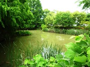阪今池公園に残る穂谷川河川敷時代からの池