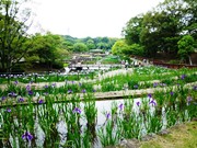 花菖蒲園風景１