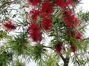 山田池公園に咲く「ブラシの木」