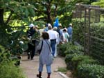 桜並木の根道を往く