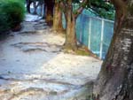 桜並木の根道