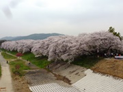 K猩閞J̔w