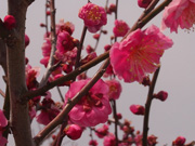 紅梅もいるよ