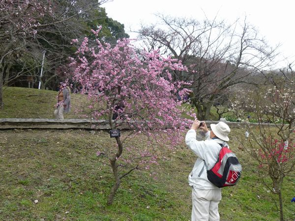 枚岡梅林で観梅１