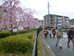 花咲く住宅街をゆく