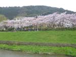 山科川の桜並木