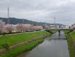 山科川の桜並木を往く