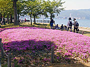 なぎさ公園の芝桜