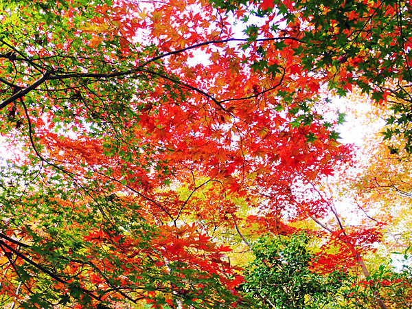 善法律寺（紅葉寺）