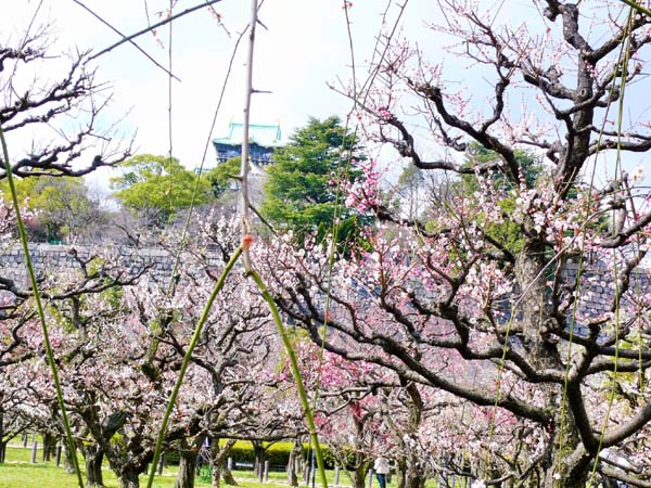梅林から見える大阪城（２）