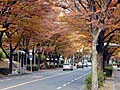 ケヤキ通りの紅葉
