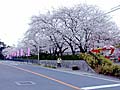 道路脇から見た桜並木