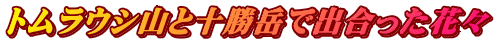 gEVRƏ\xŏoԁX